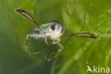 Gestippelde duikerwants (Corixa punctata)