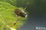 Gestippelde duikerwants (Corixa punctata)