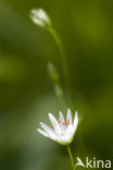 Grasmuur (Stellaria graminea)