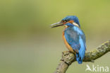 IJsvogel (Alcedo atthis)