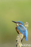 IJsvogel (Alcedo atthis)