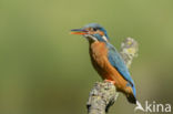 IJsvogel (Alcedo atthis)