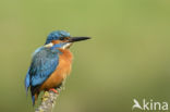 IJsvogel (Alcedo atthis)