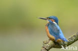 IJsvogel (Alcedo atthis)