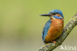 IJsvogel (Alcedo atthis)