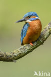 IJsvogel (Alcedo atthis)