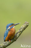 IJsvogel (Alcedo atthis)