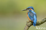 IJsvogel (Alcedo atthis)