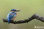 IJsvogel (Alcedo atthis)