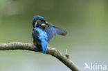 IJsvogel (Alcedo atthis)