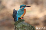 IJsvogel (Alcedo atthis)