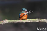 IJsvogel (Alcedo atthis)