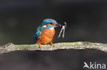 IJsvogel (Alcedo atthis)