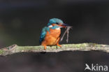 IJsvogel (Alcedo atthis)