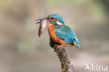 IJsvogel (Alcedo atthis)