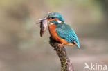 IJsvogel (Alcedo atthis)