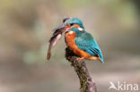 IJsvogel (Alcedo atthis)