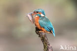 IJsvogel (Alcedo atthis)