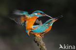 IJsvogel (Alcedo atthis)