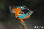 IJsvogel (Alcedo atthis)