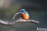 IJsvogel (Alcedo atthis)