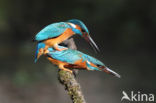 IJsvogel (Alcedo atthis)