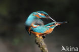 IJsvogel (Alcedo atthis)