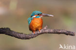 IJsvogel (Alcedo atthis)