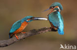 IJsvogel (Alcedo atthis)