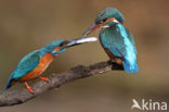 IJsvogel (Alcedo atthis)