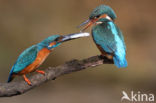 IJsvogel (Alcedo atthis)