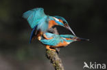 IJsvogel (Alcedo atthis)