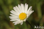 Madeliefje (Bellis perennis)