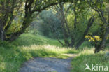 Noordhollands Duinreservaat