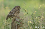 Steenuil (Athene noctua)