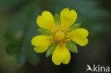 Vijfvingerkruid (Potentilla reptans)