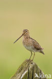 Watersnip (Gallinago gallinago)