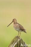 Watersnip (Gallinago gallinago)