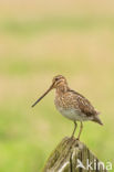 Watersnip (Gallinago gallinago)