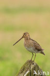 Watersnip (Gallinago gallinago)