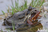 Bruine kikker (Rana temporaria)