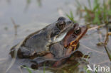 Bruine kikker (Rana temporaria)