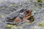 Bruine kikker (Rana temporaria)