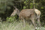 Edelhert (Cervus elaphus)