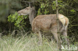 Edelhert (Cervus elaphus)