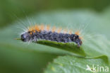 Goudhaaruil (Acronicta auricoma)