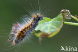 Goudhaaruil (Acronicta auricoma)