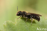 Kleine klokjesbij (Chelostoma campanularum)