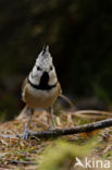 Kuifmees (Parus cristatus)