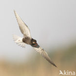 Zwarte Stern (Chlidonias niger)